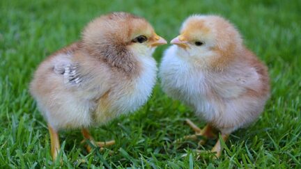 baby chicks